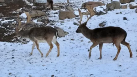 ԼՈՒՍԱՆԿԱՐՆԵՐ․ Կենդանաբանական այգին ձմռանը