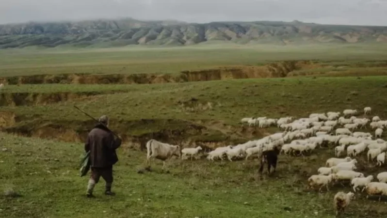 «Հավանաբար անցել է սահմանը, իրենք էլ միանգամից իջել ու տարել են». Արավուս համայնքապետը` անետացած հովվի մասին