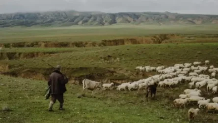 «Հավանաբար անցել է սահմանը, իրենք էլ միանգամից իջել ու տարել են». Արավուս համայնքապետը` անետացած հովվի մասին