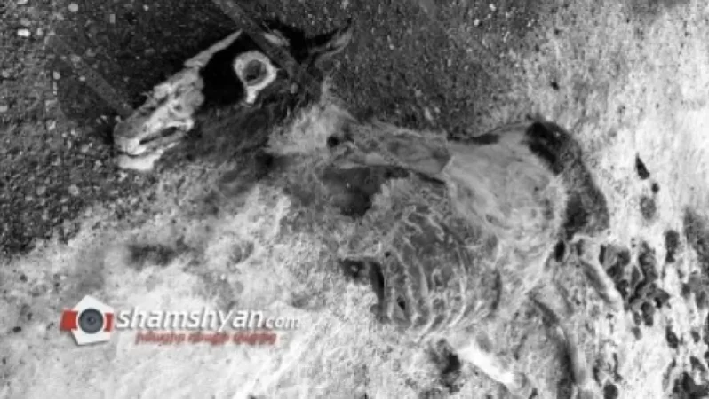 Արտակարգ իրավիճակ Արագածոտնում. գայլերը հոշոտել են ձիեր և քուռակներ