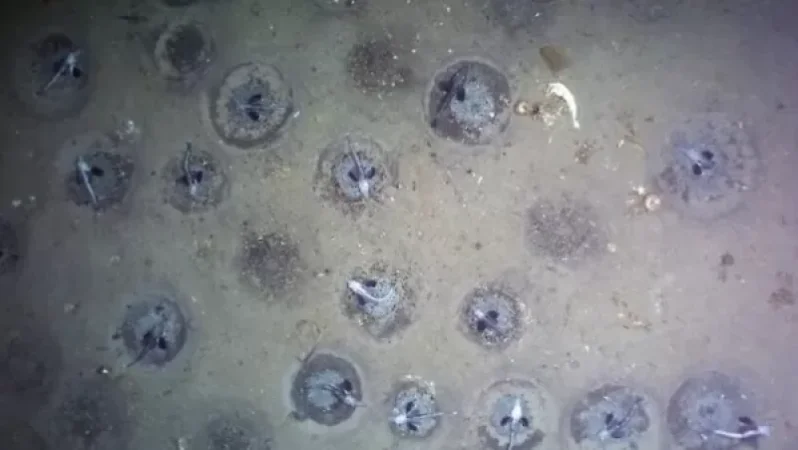 Հայտնաբերվել է քաղաքի մեծությամբ ձկների ձվադրատեղ․ Անտարկտիդա