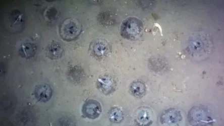 Հայտնաբերվել է քաղաքի մեծությամբ ձկների ձվադրատեղ․ Անտարկտիդա