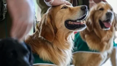 Վարժեցված շները դպրոցներում գտնում են COVID-19-ով վարակված աշակերտներին