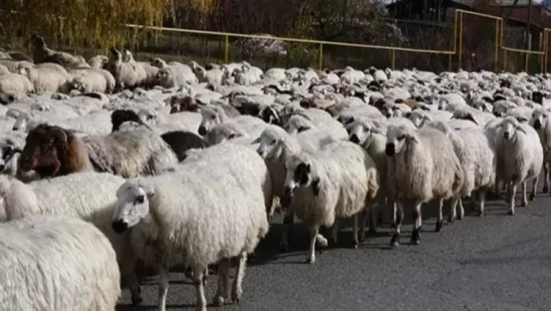 Ադրբեջանցիները սյունեցի հովվի մոտ 400 ոչխարները դեռ չեն վերադարձրել