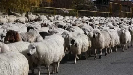 Ադրբեջանցիները սյունեցի հովվի մոտ 400 ոչխարները դեռ չեն վերադարձրել