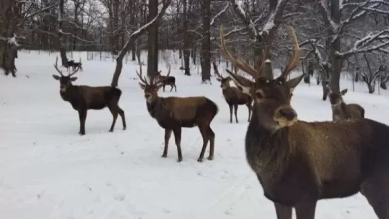 Դիլիջան ազգային պարկի Կովկասյան ազնվացեղ եղջերուներց 5-ը բաց կթողնվեն անտառ
