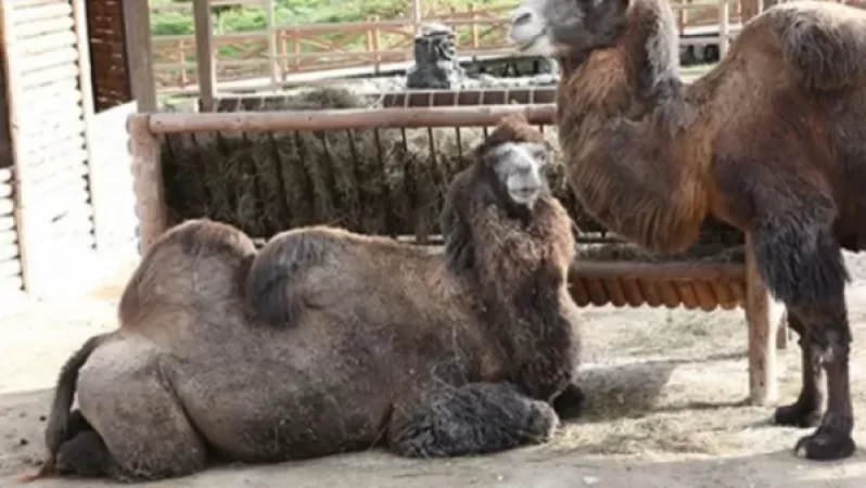 Երևանի քաղաքապետարանն արձագանքել է Կենդանաբանական այգում կենդանիների անկման մասին լուրերին