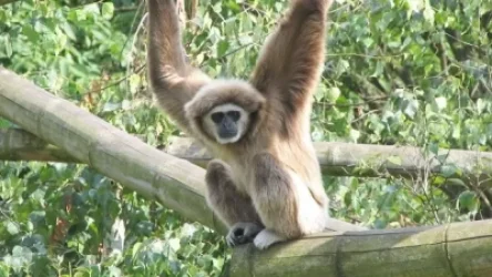 Լաբորատոր կապիկները փախել են բեռնատարից․ ԱՄՆ