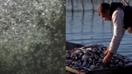 ՏԵՍԱՆՅՈՒԹ. Մոտ 50 տոննա ձուկ է սատկել` ջերմային շոկի պատճառով. Հունաստան