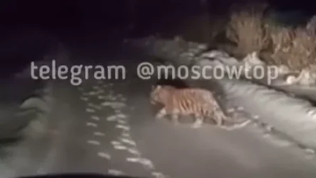 ՏԵՍԱՆՅՈՒԹ․ Տարվա խորհրդանիշ վագրը՝ Մոսկվայի փողոցներում