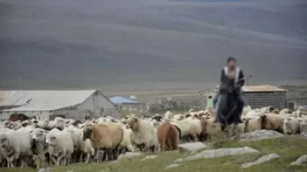 «Ադրբեջանցիները մեքենա են բերել, ոչխարներին տարել են». Տեղի համայնքապետը` գողացված հոտի մասին