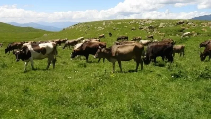 Անասնագլխաքանակը կրճատվել է 10-15 տոկոսով, գյուղատնտեսության ոլորտում էլ՝ անկում կա. փորձագետ