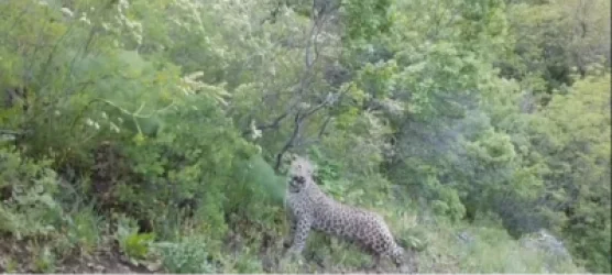 ՏԵՍԱՆՅՈՒԹ. Կարմիր գրքում գրանցված կովկասյան ընձառյուծը կրկին նկատվել է Խոսրովի անտառում