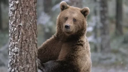 ՏԵՍԱՆՅՈՒԹ․ Արջի հարձակում՝ Ամասիա համայնքում