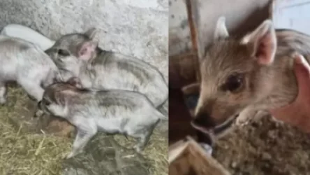 ԼՈՒՍԱՆԿԱՐՆԵՐ. «Բացառիկ դեպք Շիրակի մարզի սահմանային գյուղերից մեկում»․ Վահան Թումասյան