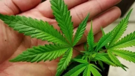 Կառավարությունն ավելացնում է կանեփի արտադրության ու արտահանման քվոտաները