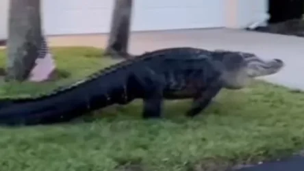 ՏԵՍԱՆՅՈՒԹ․ Ինչպես է ահռելի ալիգատորը հանգիստ զբոսնում փողոցում