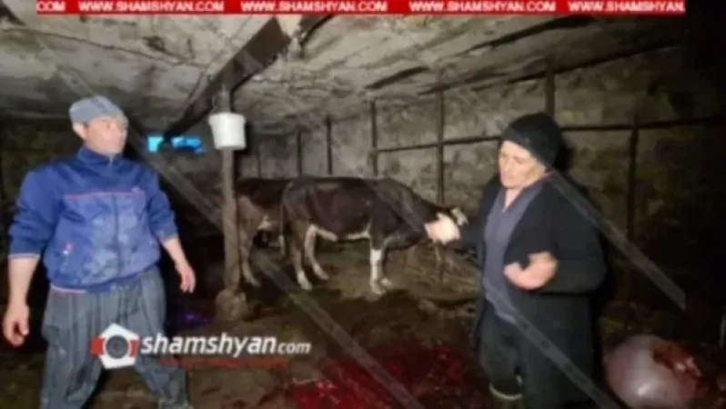 Արտակարգ դեպք Արագածոտնի մարզում. կայծակի հարվածից սատկել է գոմում գտնվող 5 խոշոր եղջերավոր անասուն. Shamshyan. com