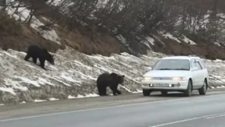 ՏԵՍԱՆՅՈՒԹ․ Մագադանում գտնվող Կոլիմա մայրուղու վրա երկու արջ խանգարել են երթևեկությունը