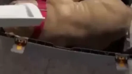 ՏԵՍԱՆՅՈՒԹ․ Հերթական սկանդալը «Աերոֆլոտ»-ի չվերթում․ Չելյաբինսկից Մոսկվա ուղարկված շունը սատկել է