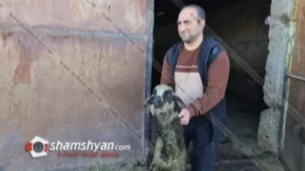 Արտակարգ դեպք Վարդենիսում. գայլերը հոշոտել ու վնասել են մայրացու ոչխարներին ու գառներին
