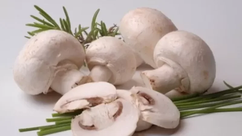 Ցանկալի չէ սնկի օգտագործումն ալկոհոլի հետ. ՍԱՏՄ-ն հորդորում է