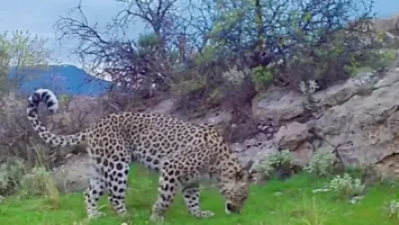 ՏԵՍԱՆՅՈՒԹ․ Տեսախցիկները ֆիքսել են կովկասյան ընձառյուծի ցերեկային զբոսանքը