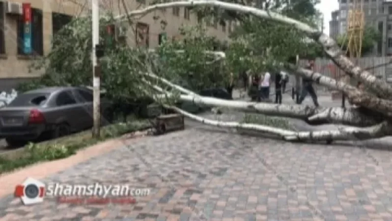 Photos: A Tree in Yerevan Has Fallen, Damaging Several Vehicles