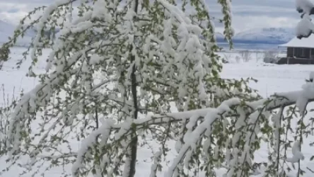 ԼՈՒՍԱՆԿԱՐՆԵՐ․ Ծաղկած ծառերը ձյան հաստ շերտի տակ․ Գեղարքունիքն՝ այսօր