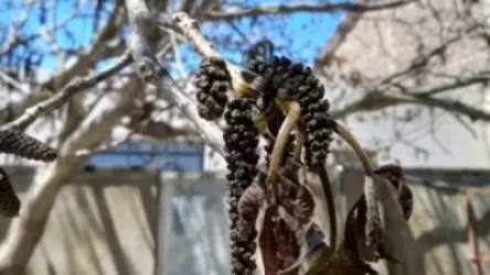 Լուսանկարներ․ Ցրտահարությունից վնասվել են պտղատու ծառեր