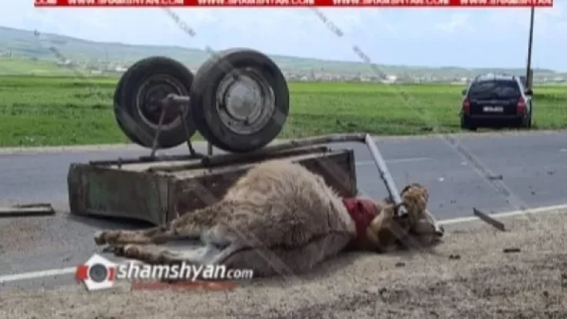 Բախվել են Hyundai-ն ու «Զազո» անվամբ ավանակով լծասայլակը. լծասայլակի վարորդը տեղափոխվել է հիվանդանոց