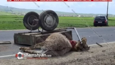 Բախվել են Hyundai-ն ու «Զազո» անվամբ ավանակով լծասայլակը. լծասայլակի վարորդը տեղափոխվել է հիվանդանոց