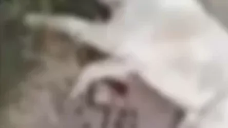 18+ ՏԵՍԱՆՅՈՒԹ. Կենդանու հանդեպ կրկին դաժան են վարվել