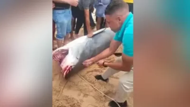 Եգիպտոսում ռուս տղային հոշոտած շնաձուկը թանգարանային ցուցանմուշ կդառնա