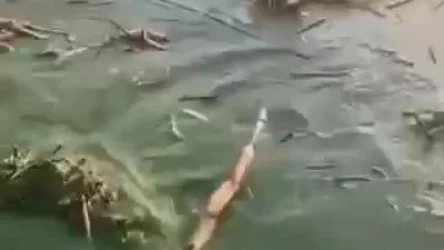 ՏԵՍԱՆՅՈՒԹ․ Օդեսայում ծովը Կախովկայի ՀԷԿ-ի փլուզումից հետո կանաչել է