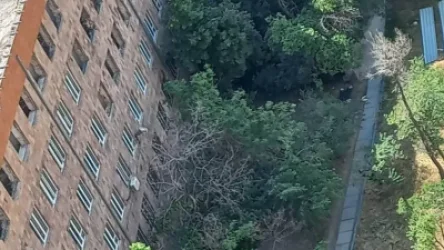 ՏԵՍԱՆՅՈՒԹ. Ավետիս Ահարոնյան 2 շենքի հարակից հատվածի ծառերն ապօրինաբար հատում և կոտրում են. քաղաքացի