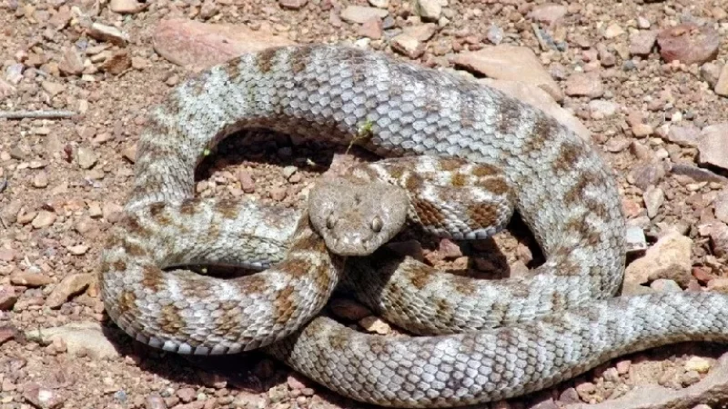 38 ահազանգ է ստացվել հանրապետության տարբեր տարածքներում նկատված օձերի վերաբերյալ