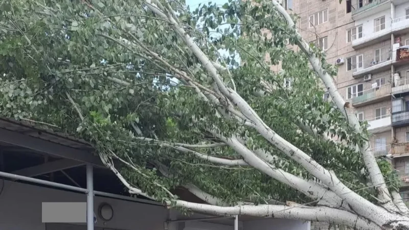 Photos: Tree Falls on Garage Roof