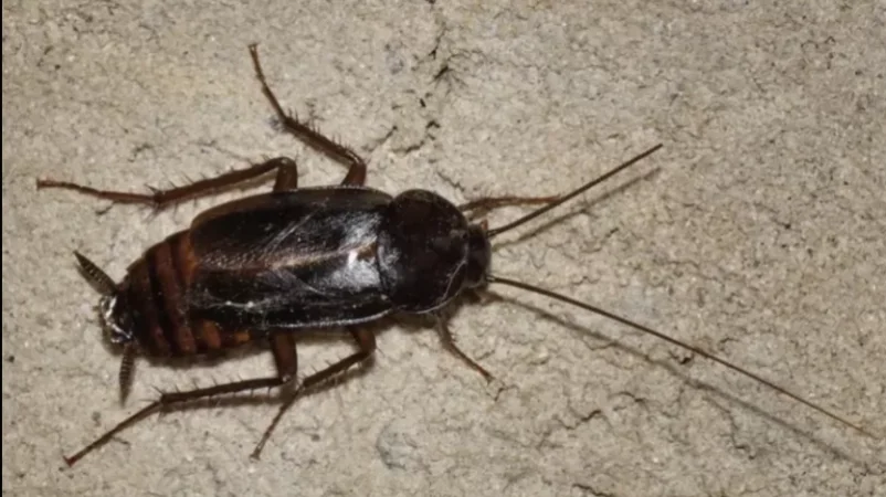 Խավարասերները վխտում են Երևանի կենտրոնում. ով է պատասխանատուն․ ԶԼՄ