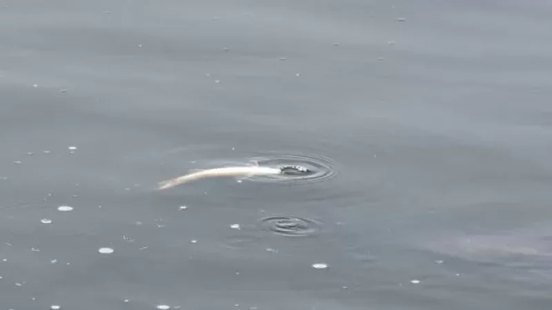 Հայտնի են Վարդավառի լճում անկած ձկների և ջրի լաբորատոր հետազոտությունների արդյունքները