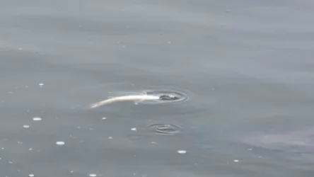 Հայտնի են Վարդավառի լճում անկած ձկների և ջրի լաբորատոր հետազոտությունների արդյունքները