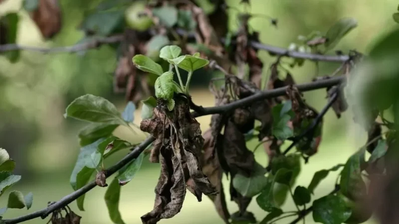 Վարակված տնկիները դառնում են լուրջ փորձանք. Ահազանգ