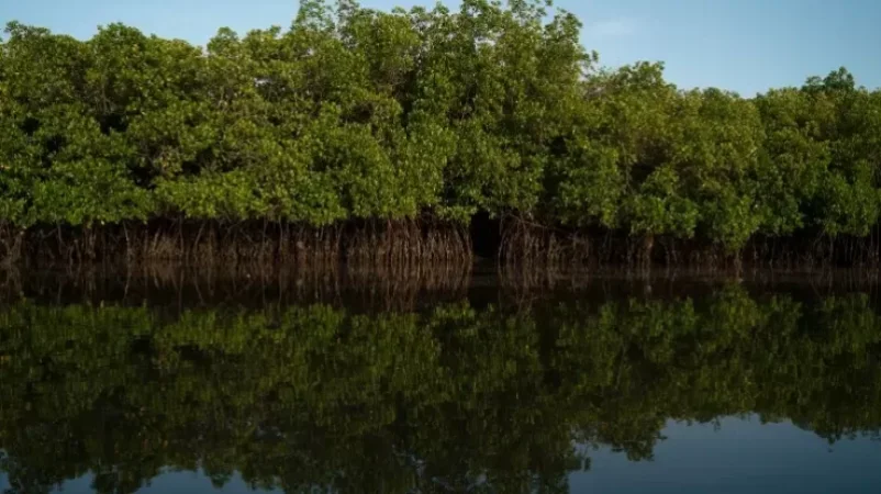 Մոլորակն «այրվում է»․ Al Jazeera-ի անդրադարձը