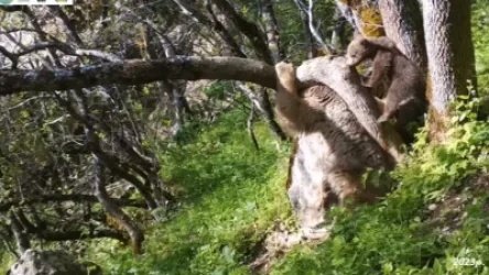 ՏԵՍԱՆՅՈՒԹ․ Կարմիր գրքում ընդգրկված գորշ արջը և քոթոթը՝ Խոսրովի արգելոցում