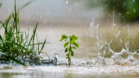 Մարզերում անձրև կգա. առաջիկա օրերի եղանակը