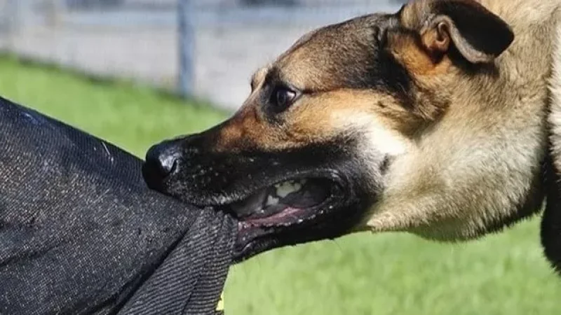 Միայն հունիսին հիվանդանոց է տեղափոխվել շան կծելու հետևանքով տուժած 32 երեխա