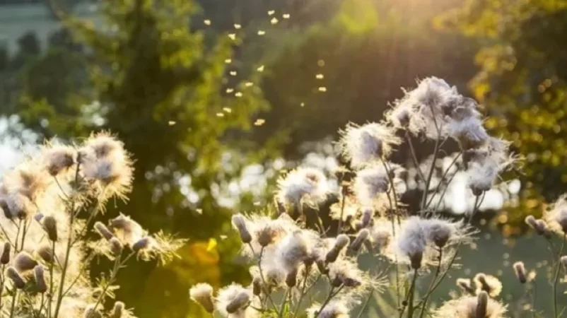 Առաջիկա օրերի եղանակը