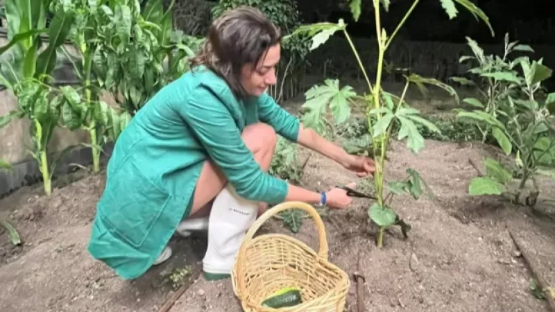 «Բոստանաբուծություն»․ Աննա Հակոբյանի հրապարակումն ու քաղաքացիների արձագանքը