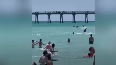 ՏԵՍԱՆՅՈՒԹ․ Ֆլորիդայում շնաձկները շարունակում են մարդկանց վախեցնել