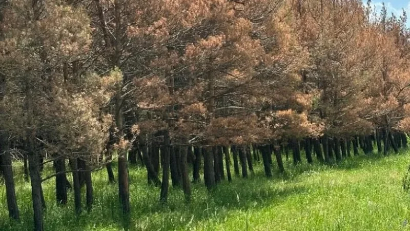 «Սևան» ազգային պարկում 10 000 ծառ չորացման վտանգի տակ է. հիվանդությունը տարածվում է մեծ արագությամբ